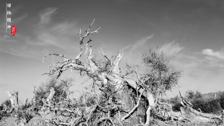 Ma Yemin - The-spirit-of-Populus-euphratica-6
